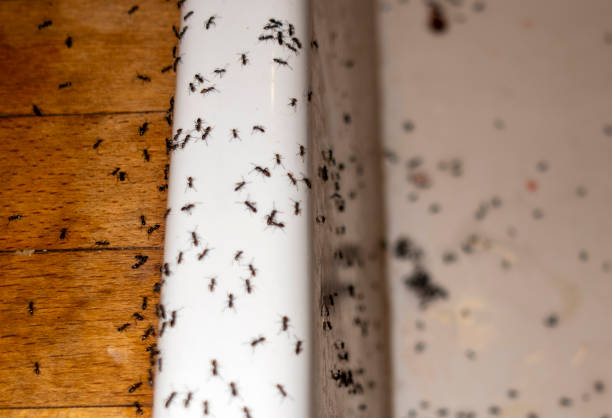 Best Pest Removal Services  in Budd Lake, NJ