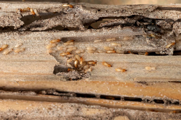 Best Exterminator Services  in Budd Lake, NJ